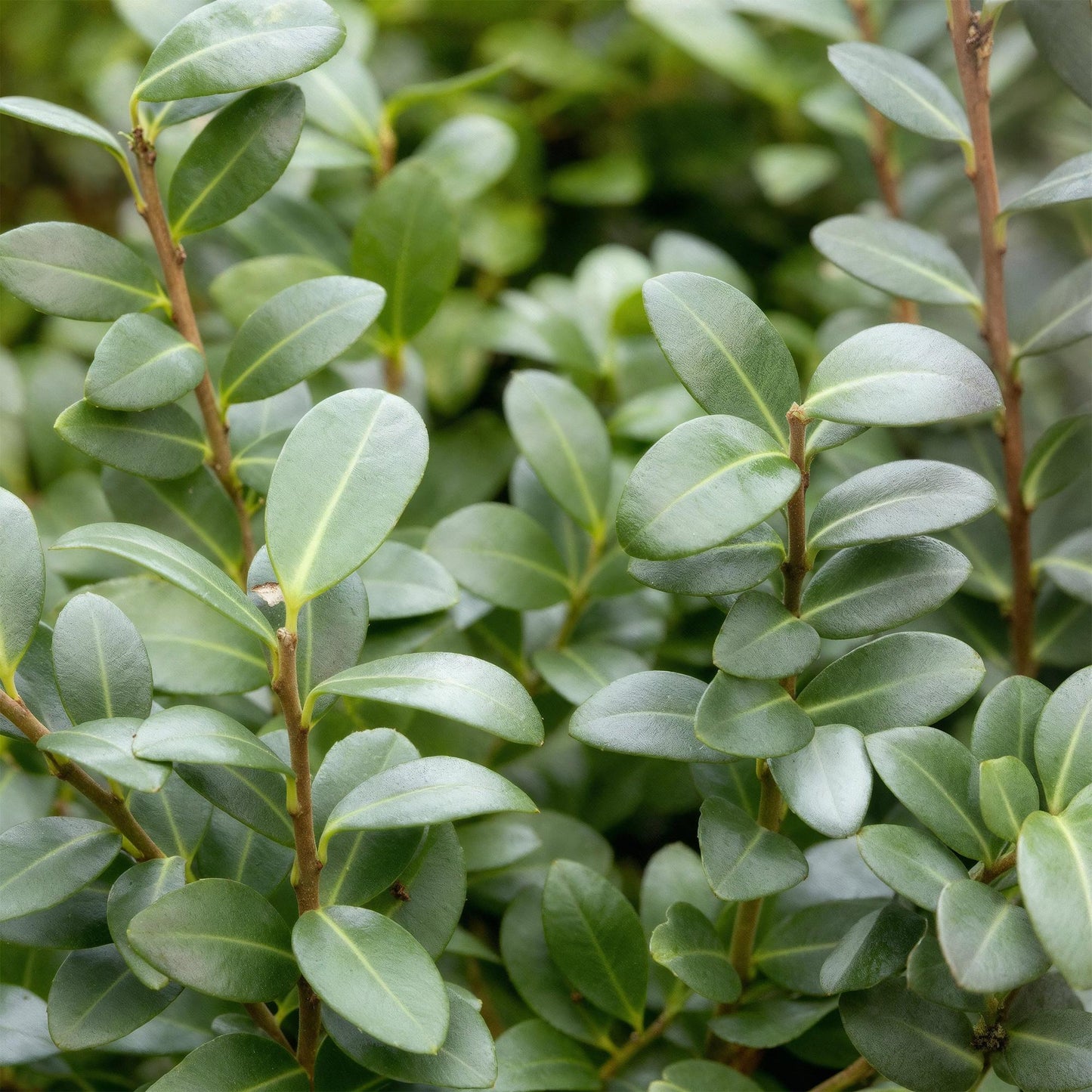 Ilex crenata Caroline Upright - Blad Groen - 8 Planten - 1 Strekkende Meter - Groenblijvend - Pot 9cm Hoogte 25-30cm