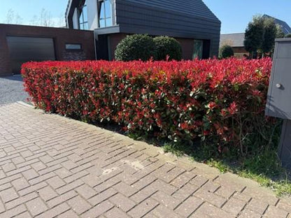 Photnia fraseri Carre Rouge - blad rood groen - 8 planten - 1 strekkende meter - groenblijvend - pot 9cm hoogte 30-35cm