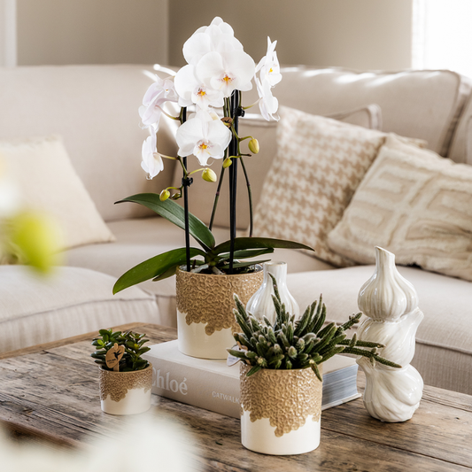 Giftset: Bloom Sand