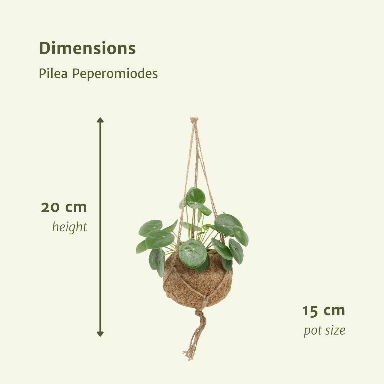 2x Kokodama Pilea Peperomiodes 20cm - ø15