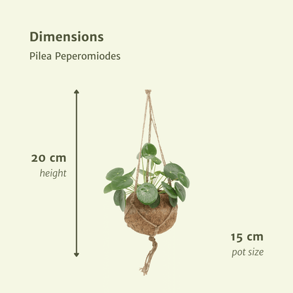 2x Kokodama Pilea Peperomiodes 20cm - ø15