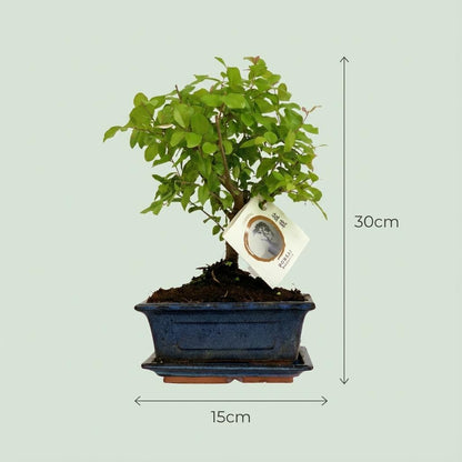 Duo-deal: Bonsaï in keramiek pot