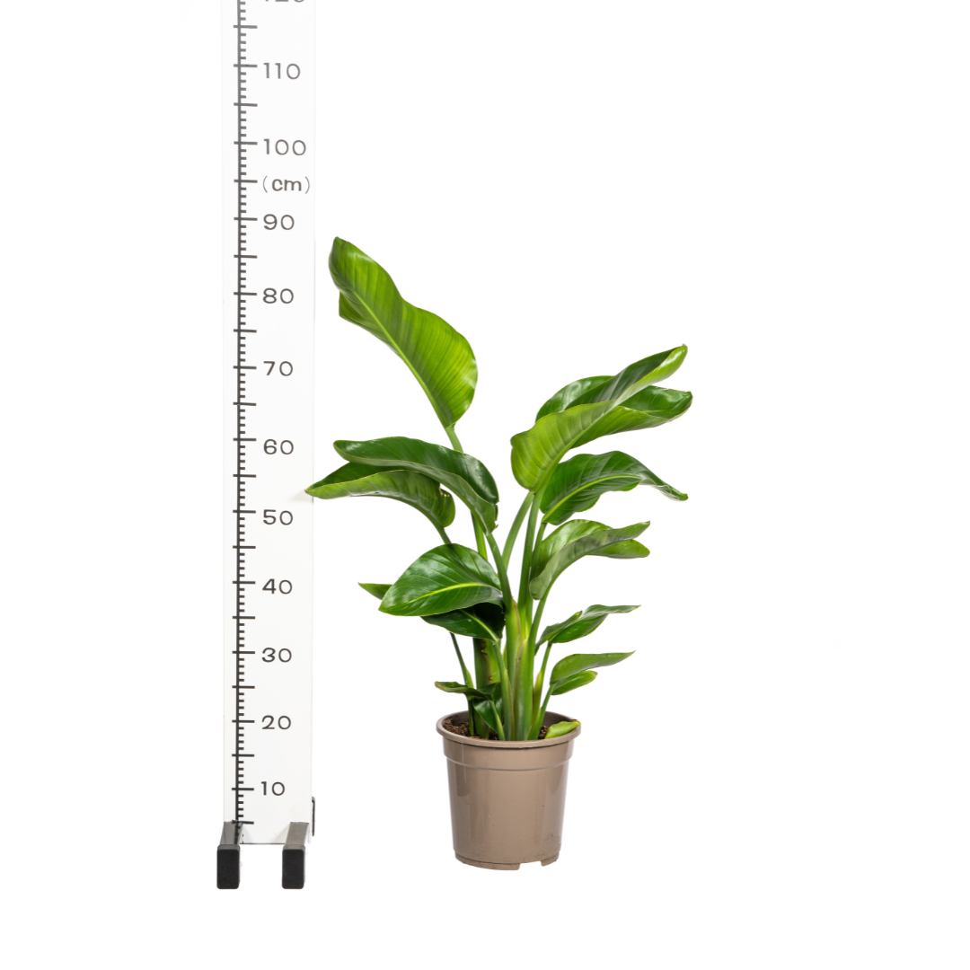 Combo: Strelitzia Nicolai (in mand)