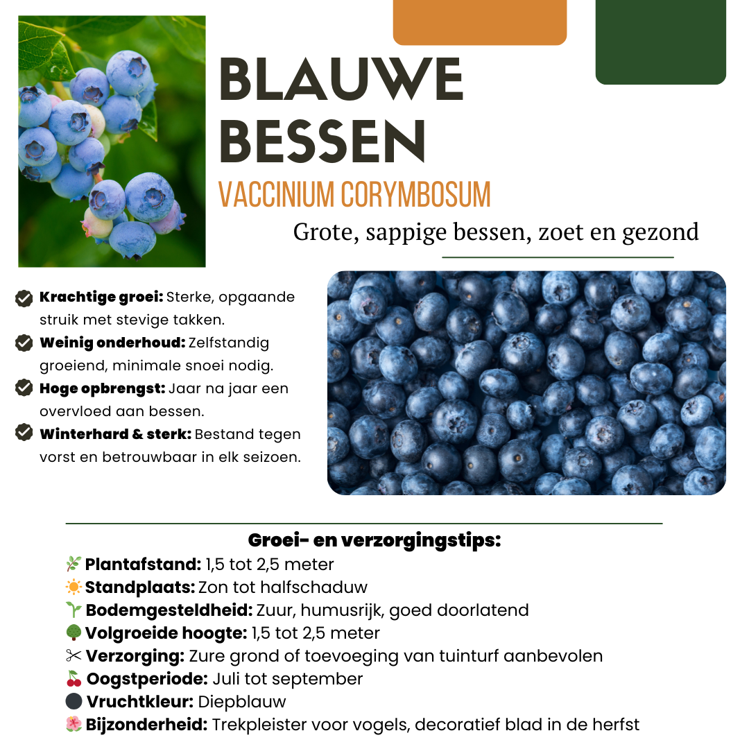 6 x Bosbessenplanten BIO - Ø 13 cm - ↨ 20 cm