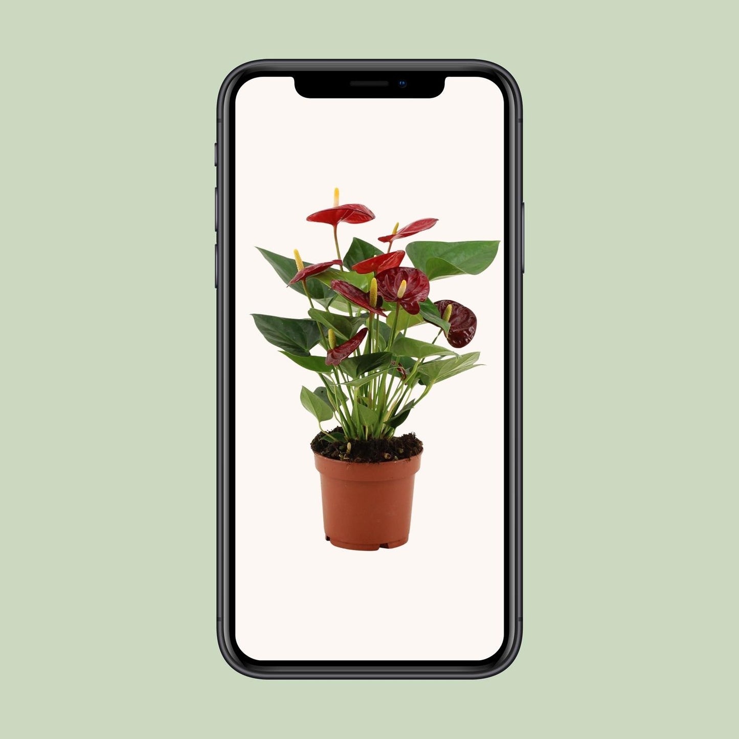 Anthurium Calon - Ø12cm - ↕36cm