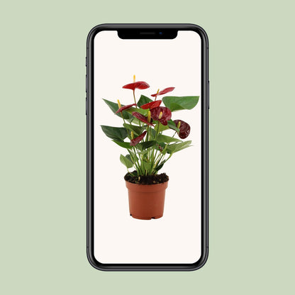 Anthurium Calon - Ø12cm - ↕36cm