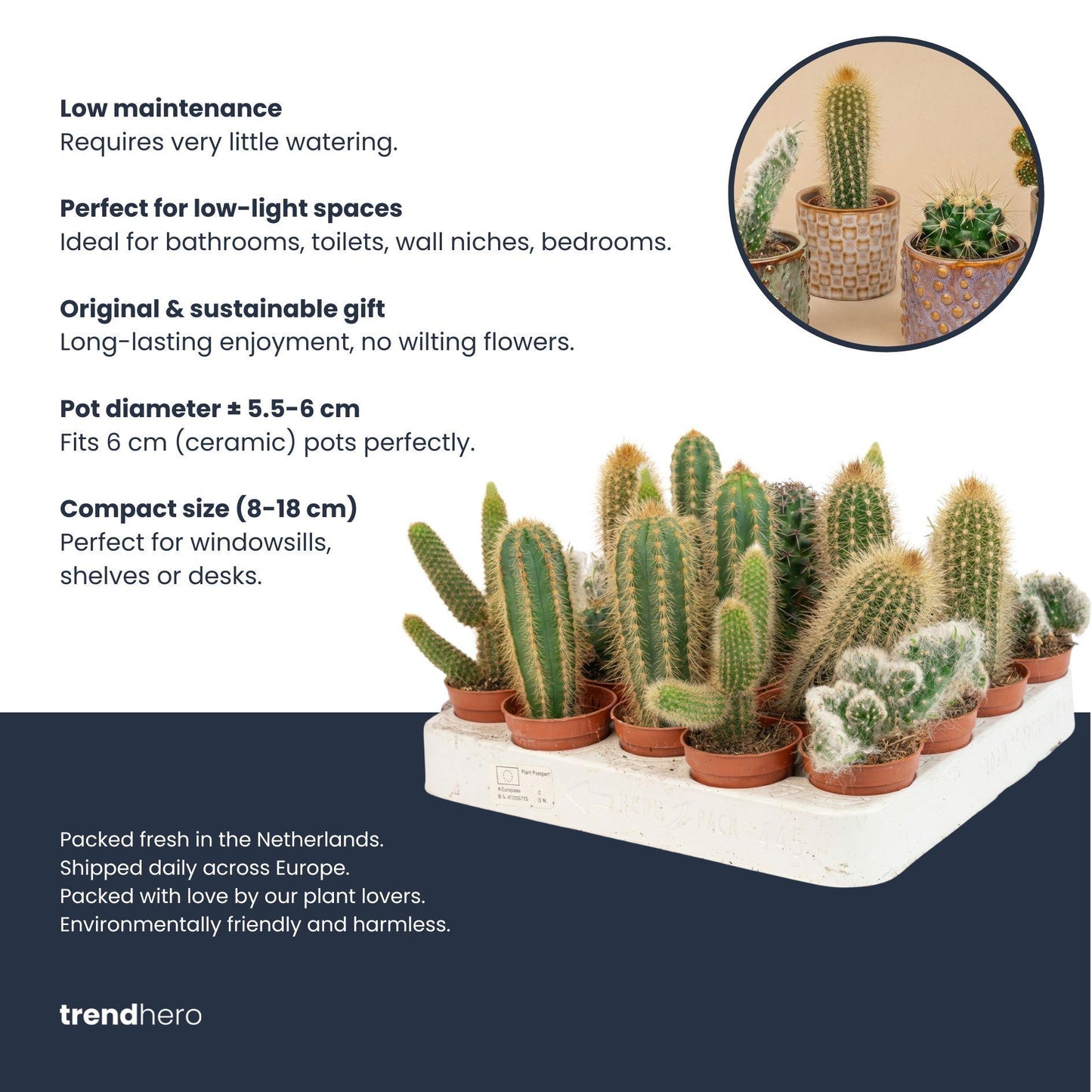 Set: Cactus (3 stuks) (rode mini-pot)