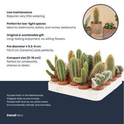 Set: Cactus (3 stuks) (rode mini-pot)