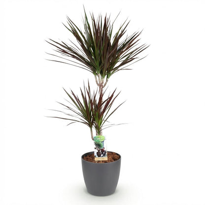 Dracaena Magenta in Grijze Pot 90-100cm