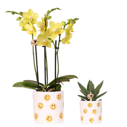 Giftset: Yellow Phalaenopsis Albenga