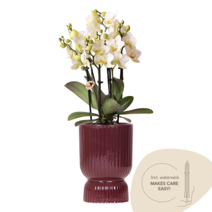 Combo: Witte Lausanne orchidee (rode Diabolo sierpot)
