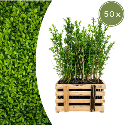 Palletdeal: Ligustrum Ovalifolium (50 stuks)