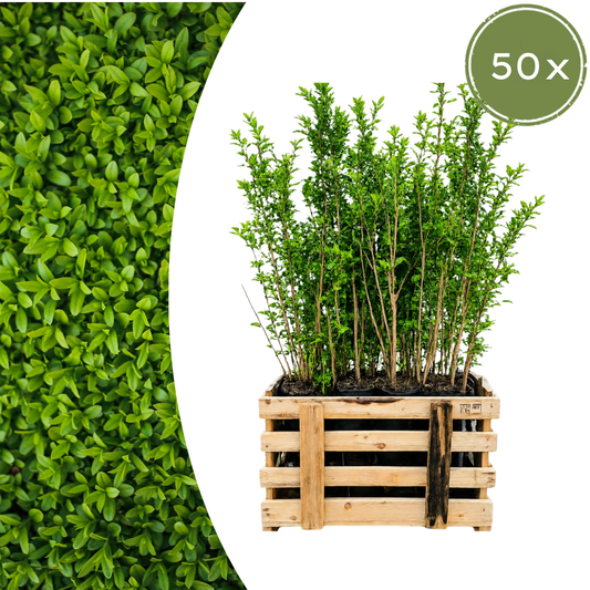 Palletdeal: Ligustrum Ovalifolium (50 stuks)