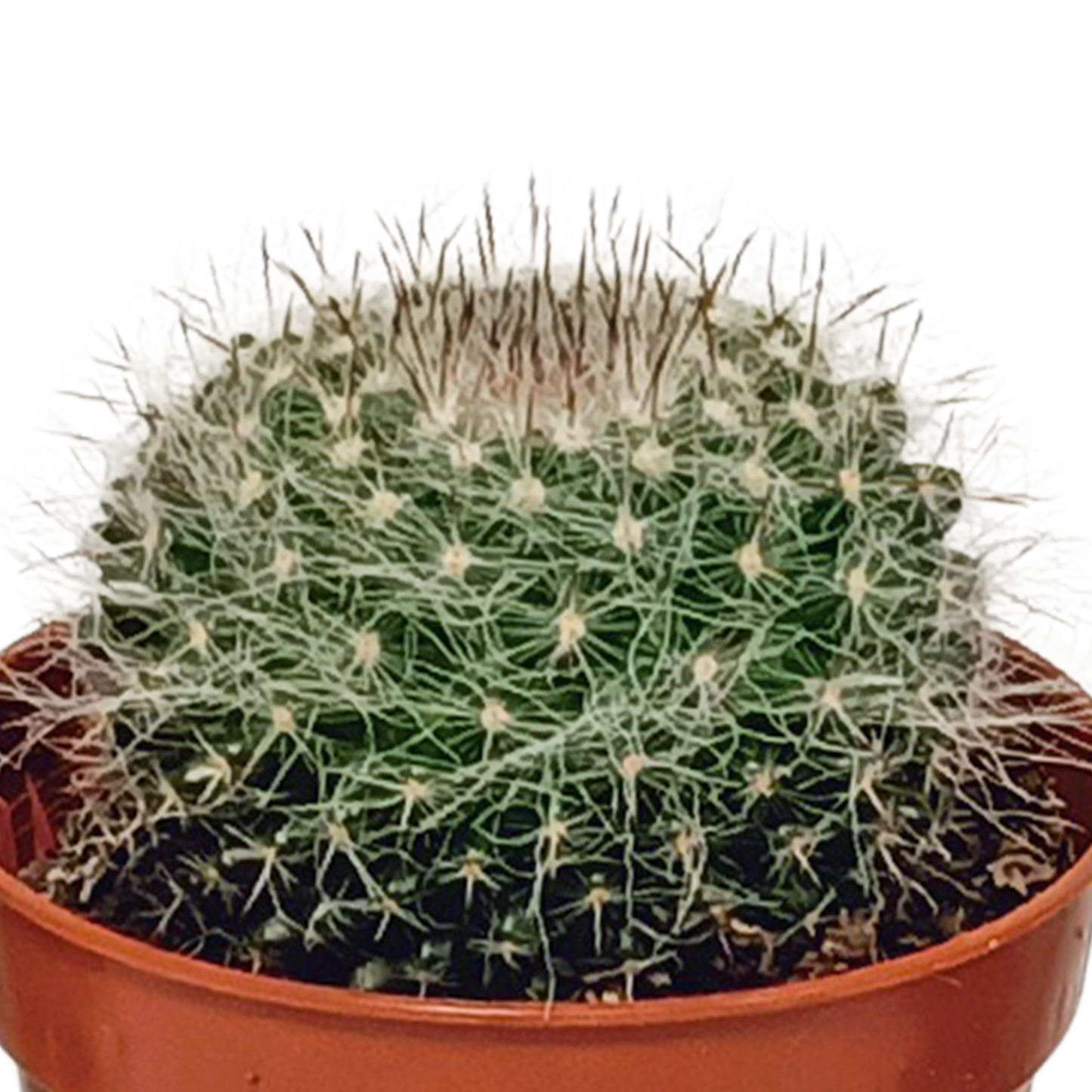 Mix: 10 Cacti 5.5 cm - zonder pot