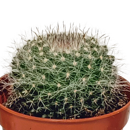Mix: 10 Cacti 5.5 cm - zonder pot