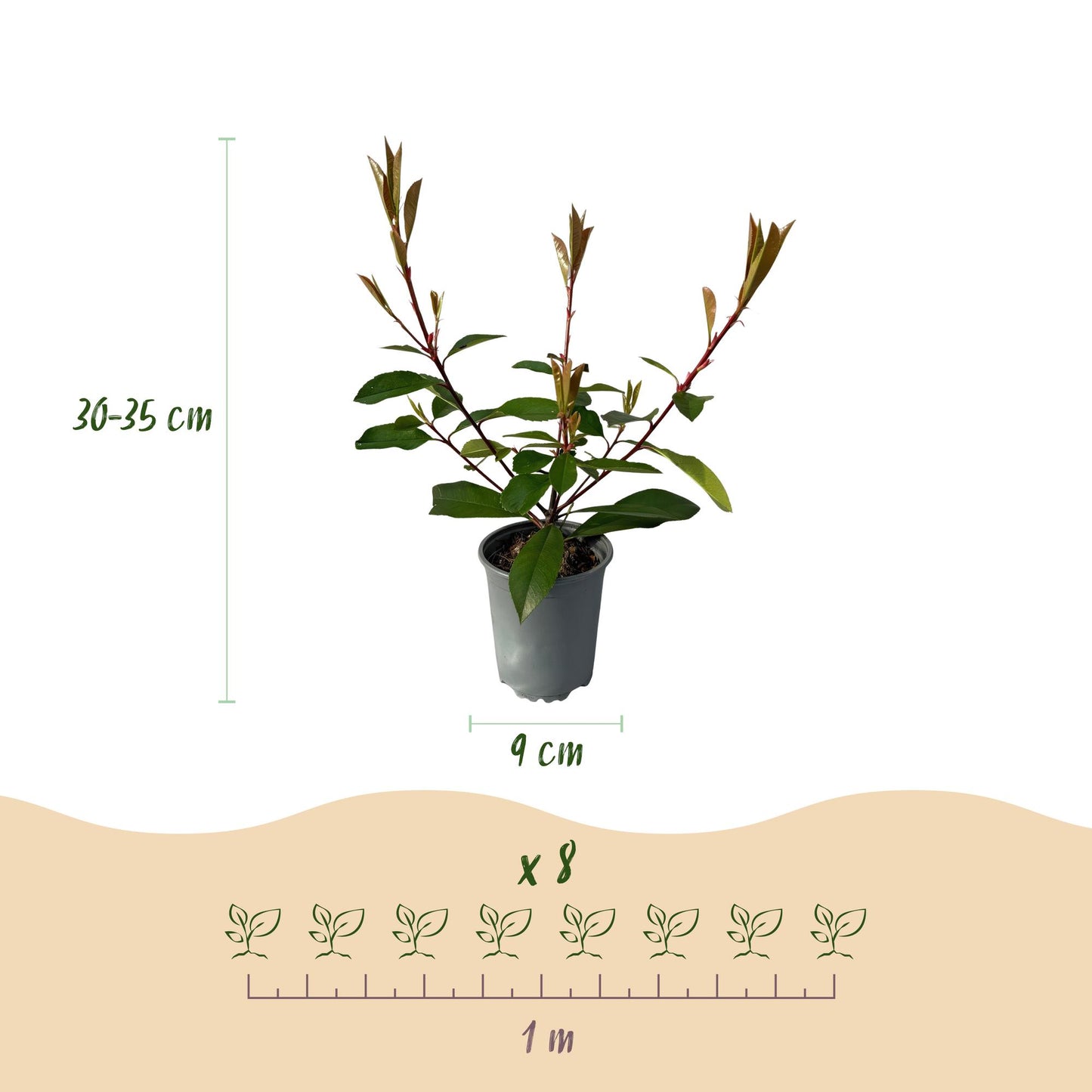 Photnia fraseri Red Robin - blad rood groen  - 8 planten - 1 strekkende meter - groenblijvend - pot 9cm hoogte 30-35cm