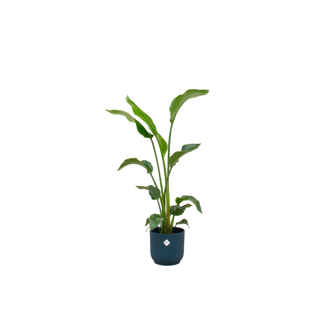 Combo: Strelitzia Nicolai (Vibes Fold Round blue)
