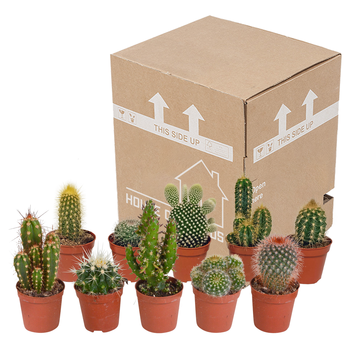 Mix: 10 Cacti 5.5 cm - zonder pot
