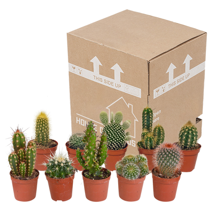 Mix: 10 Cacti 5.5 cm - zonder pot