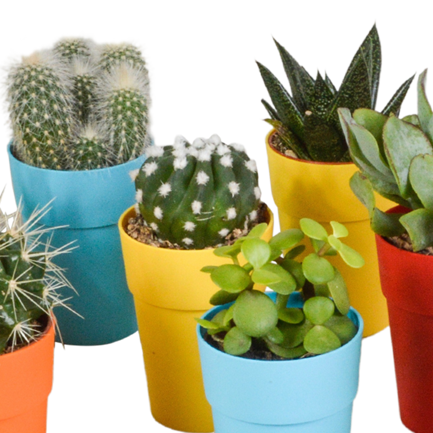mix: 15 Cacti en vetplanten (plastic potjes)