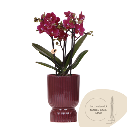 Combo: Paarse Chamonix orchidee (Rode Diabolo sierpot)