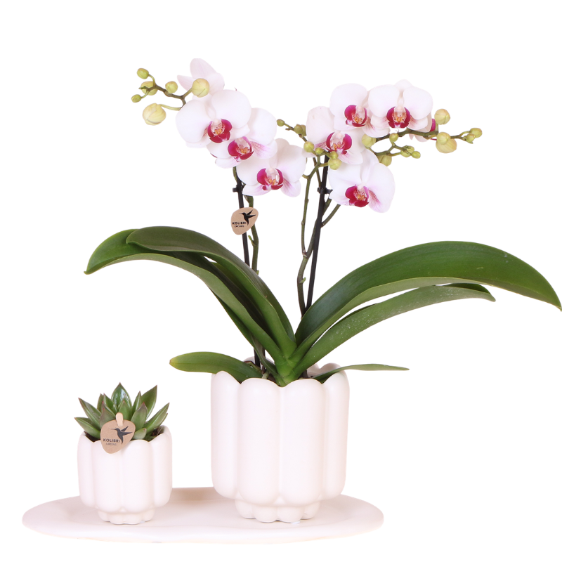 Giftset: Retro White