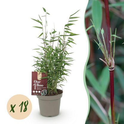 Bamboe: Fargesia Red Dragon (18 Planten)