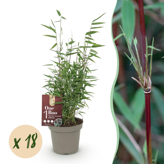 Bamboe: Fargesia Red Dragon (18 Planten)