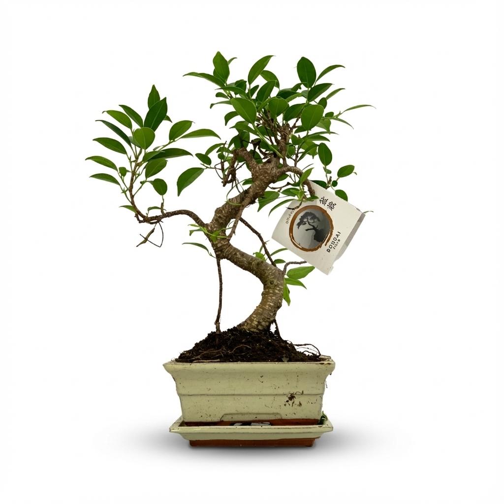 Bonsai S vorm Boom Ø 15 cm 30-35 cm in keramieken pot