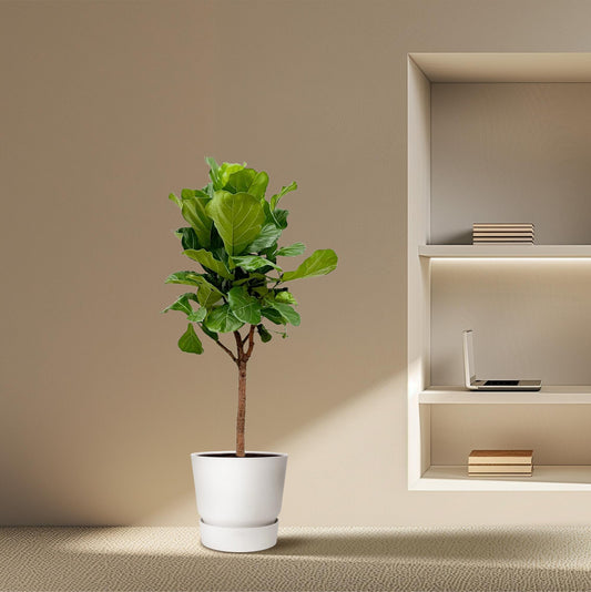 Ficus Lyrata boom - 180cm - ⌀30