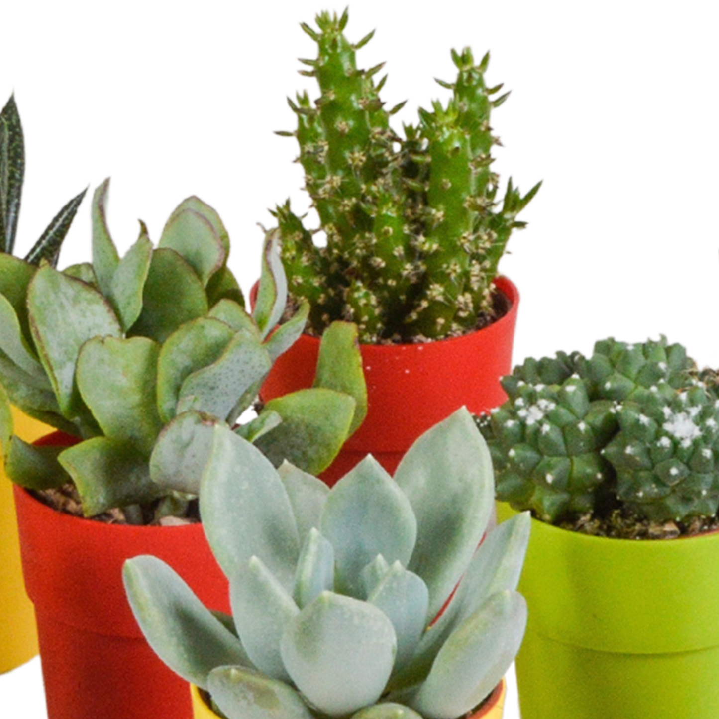mix: 15 Cacti en vetplanten (plastic potjes)