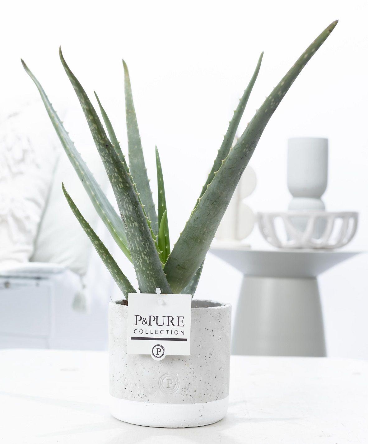 Combo: Aloe Vera (Jade Ceramics)