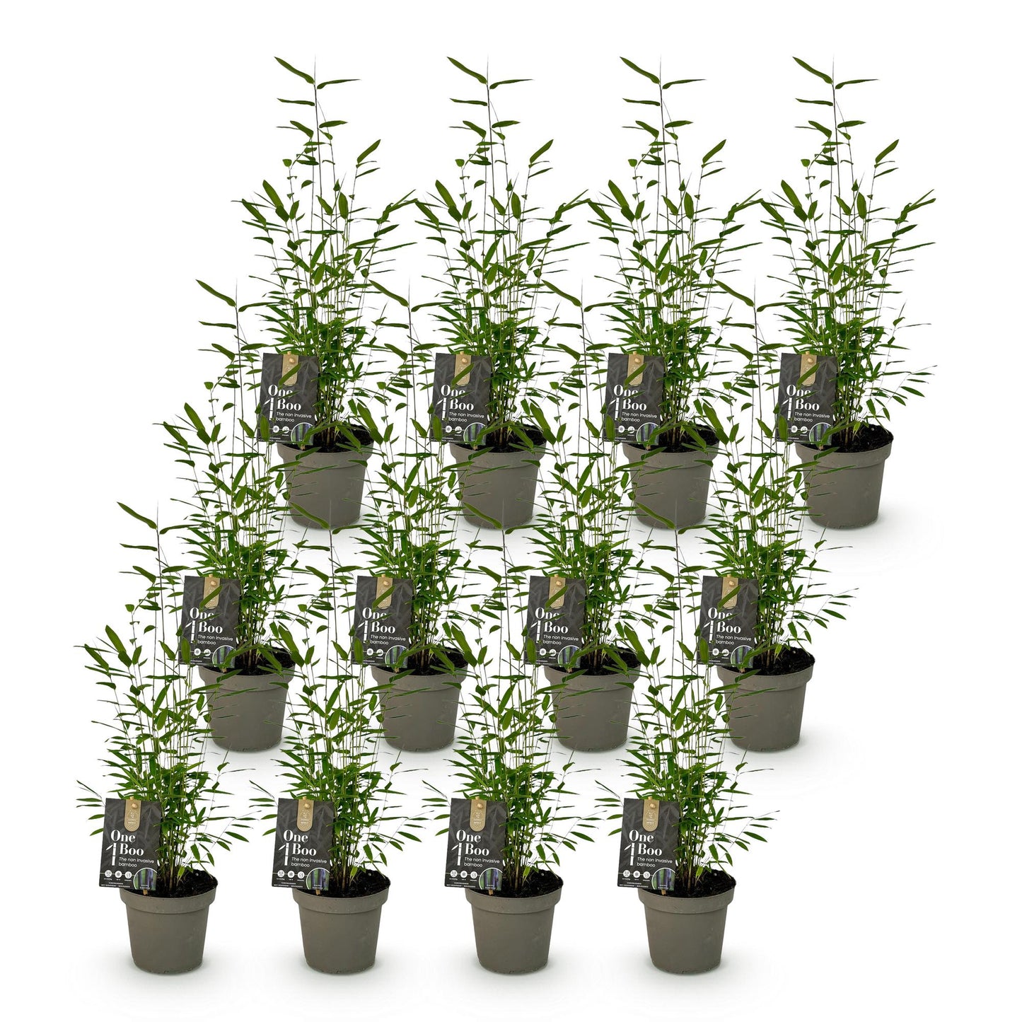 Bamboe: Fargesia Black Dragon (12 Planten)