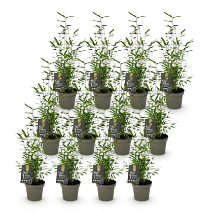 Bamboe: Fargesia Black Dragon (12 Planten)