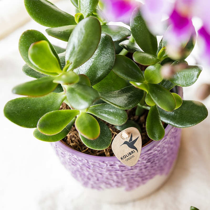 Set: Paarse Vienna orchidee + groene planten incl. sierpotten