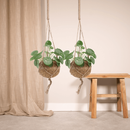 2x Kokodama Pilea Peperomiodes 20cm - ø15