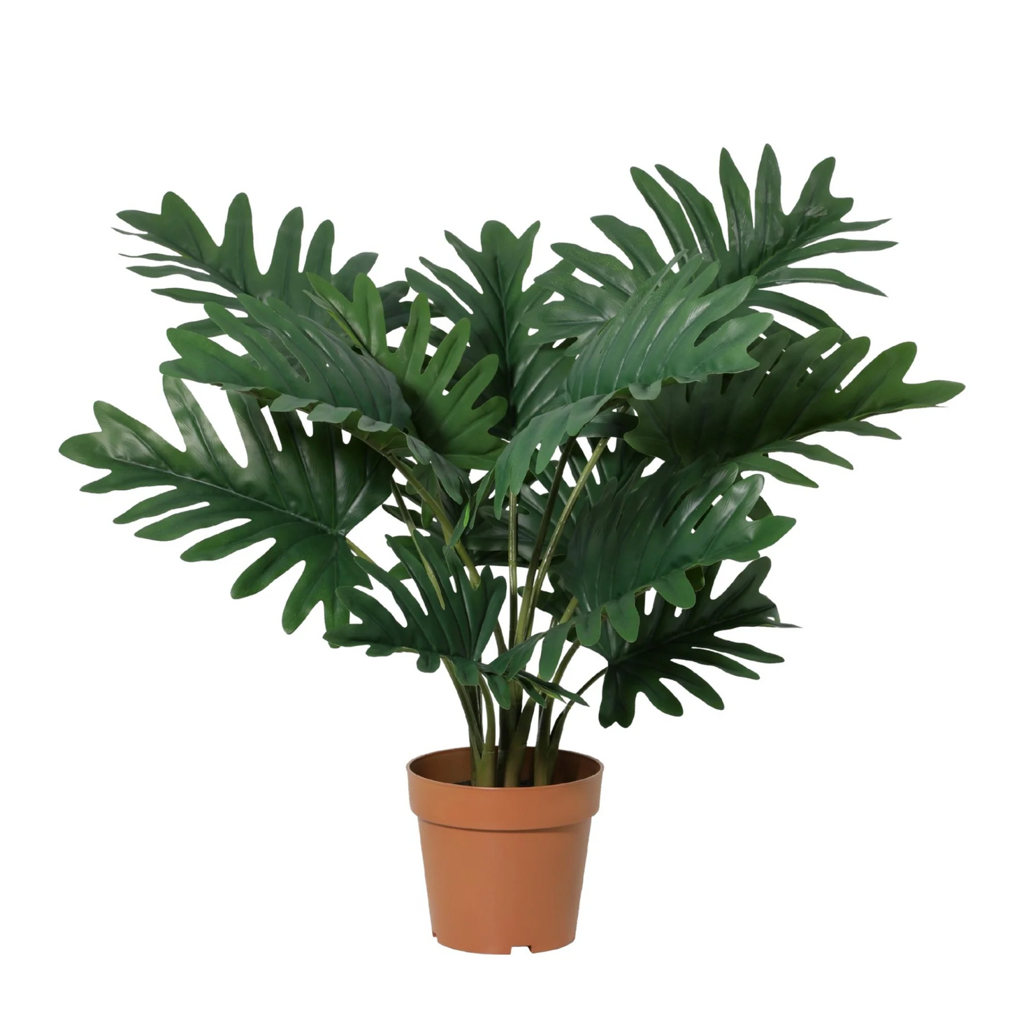 Philodendron Selloum