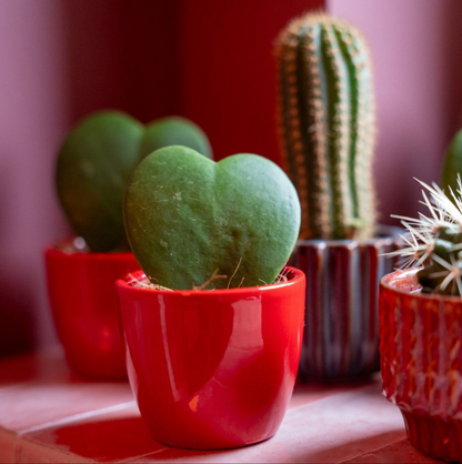 mix: Succulents (3 items)