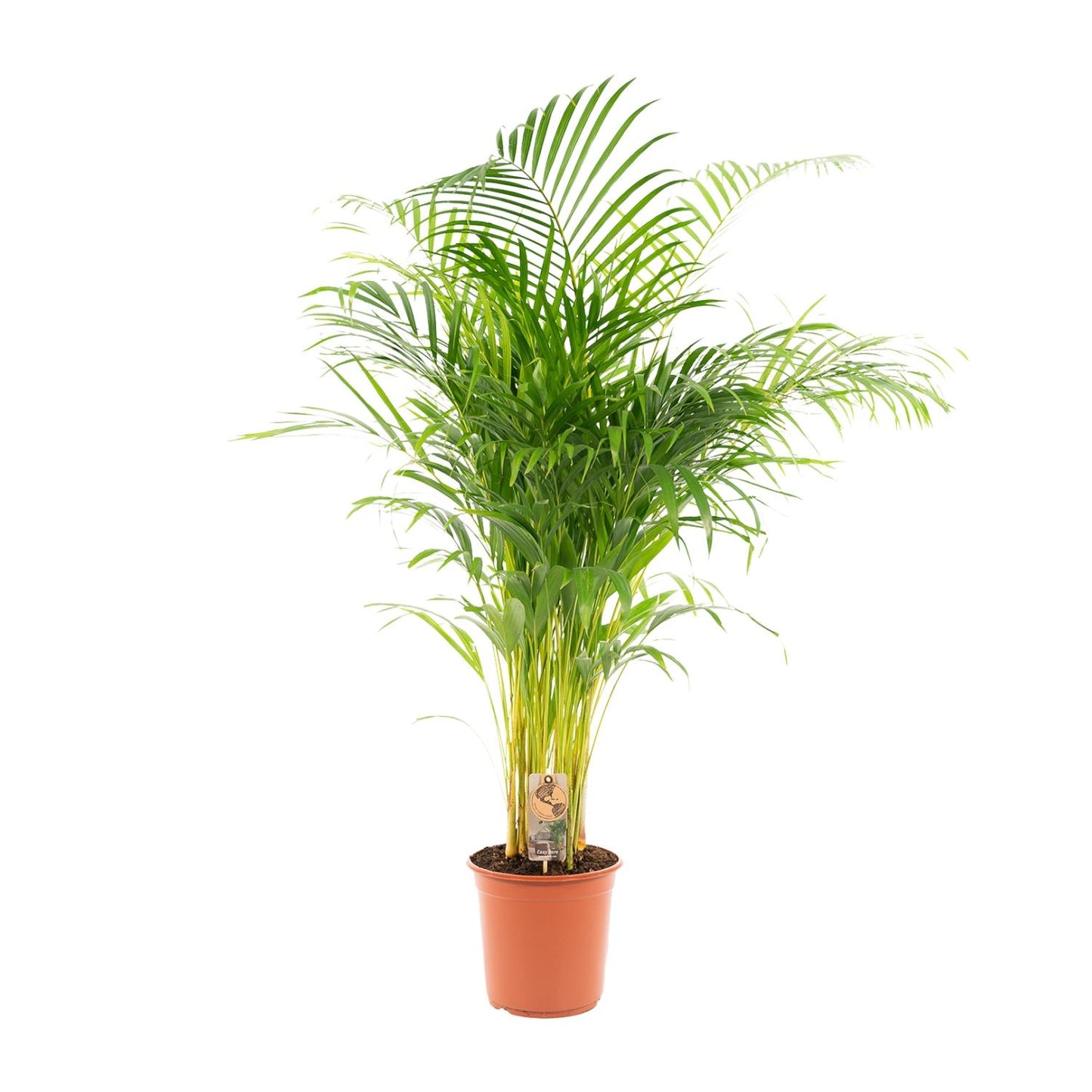 Areca palm