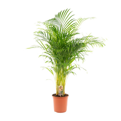 Areca palm