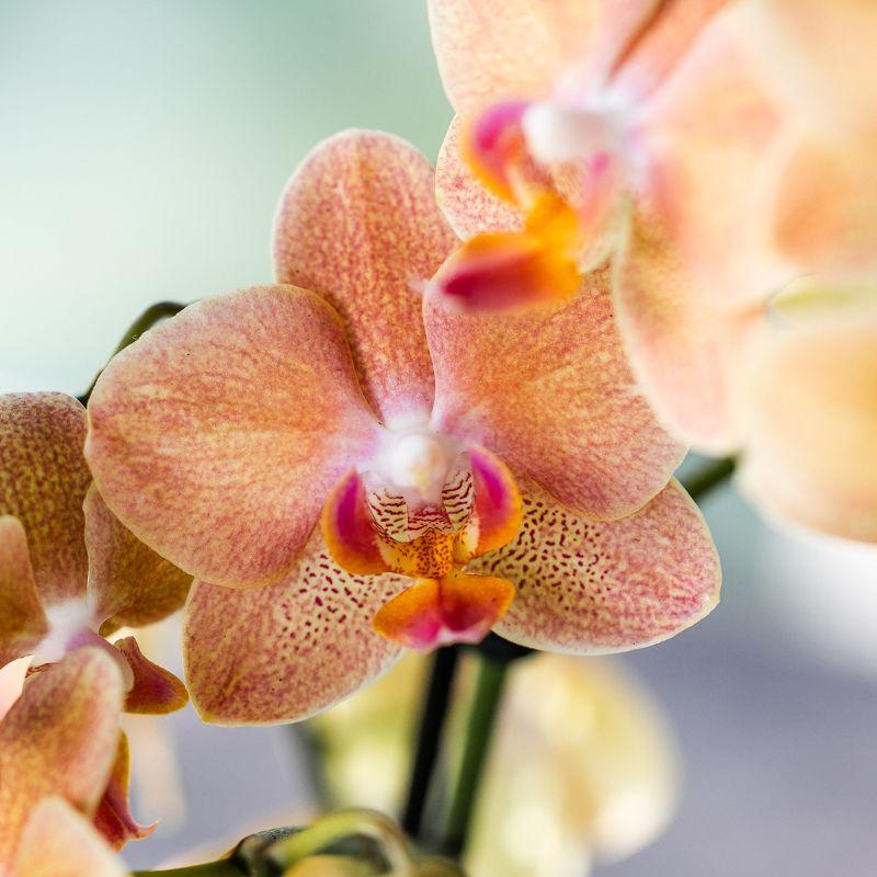 Kolibri Orchids - Surprise Diamond - coffret surprise avec 1 orchidée Kolibri Diamond Ø9cm - fraîchement cueillie par le producteur