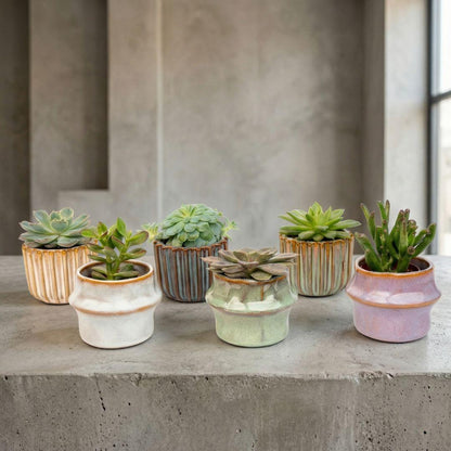 Mix: 6 Succulenten (ceramic)