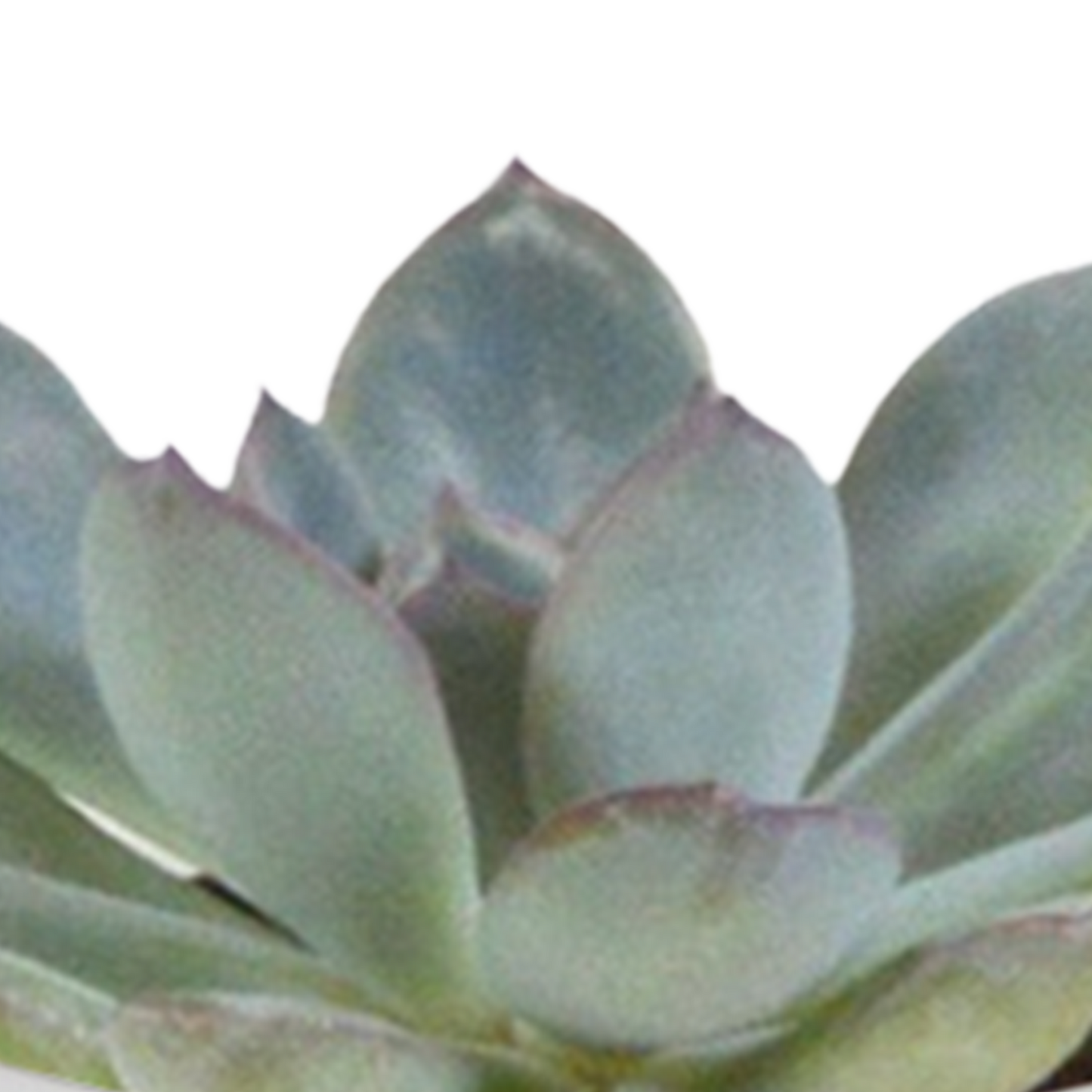 Mix: 15 stuks Cacti en vetplanten 5.5 cm - in witte pot