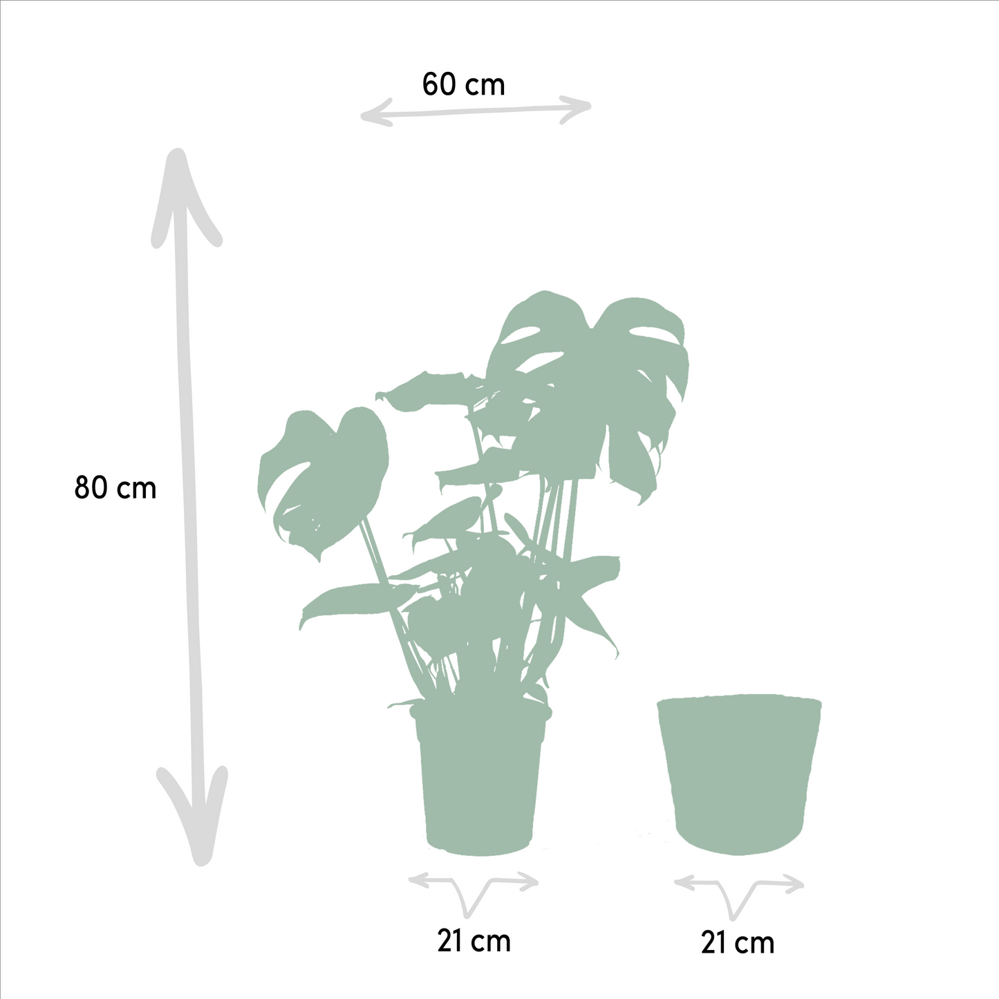 Combo: Monstera Deliciosa (Mand Selin)