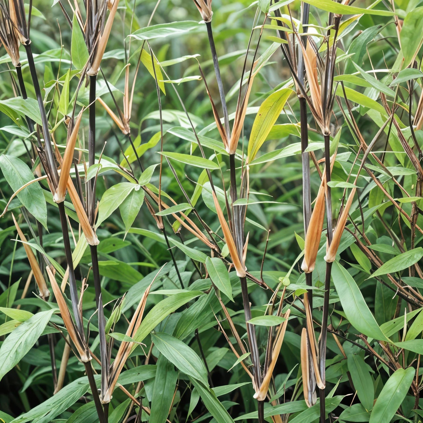 Bamboe: Fargesia Black Dragon (12 Planten)