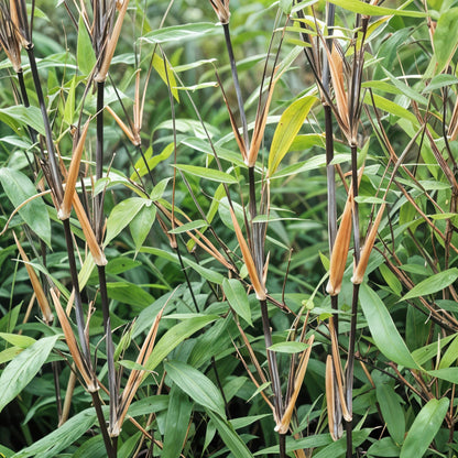 Bamboe: Fargesia Black Dragon (12 Planten)