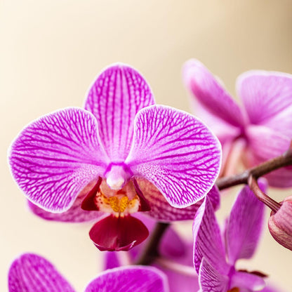 Kolibri Orchids - Surprise box mix - plantes unicolores lot avantageux - boîte surprise de 2 orchidées Ø9cm - directement du producteur