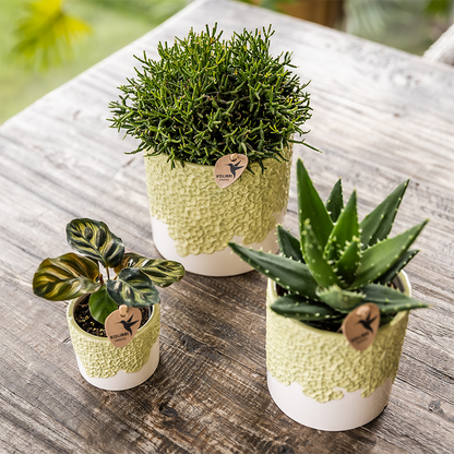 Combo: Kolibri Company | Bloom sierpot groen – set 6 cm + 9 cm + 12 cm