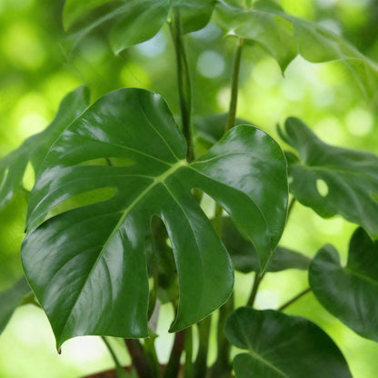 Monstera Deliciosa 70-80cm