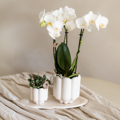 Giftset: Retro White